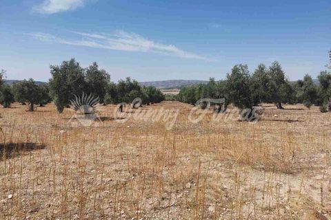 Helårsgrund i Biar, Alicante, Biar - € 27.500 | Ref: SF0511 - foto 2